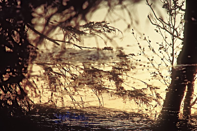 UpsideDowns &raquo; Au, Weiher ...